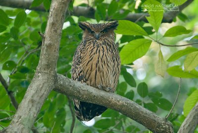 Himalajavisuil - Tawny Fish-owl - Ketupa flavipes