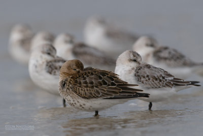 Bonte strandloper - Dunlin - Calidris alpina