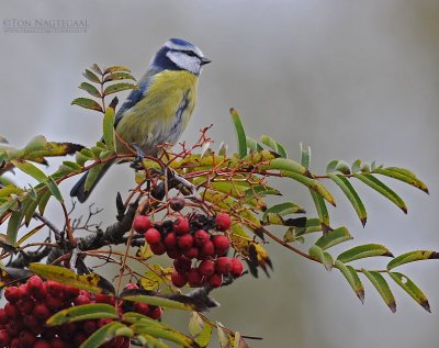 Pimpelmees - Blue tit - Parus caeruleus