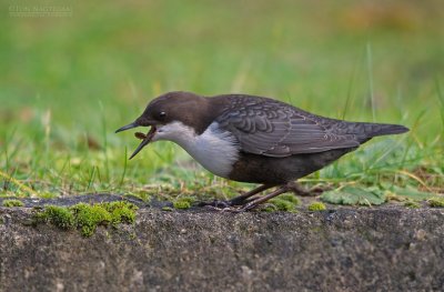 Waterspreeuw - Dipper - Cinclus cinclus