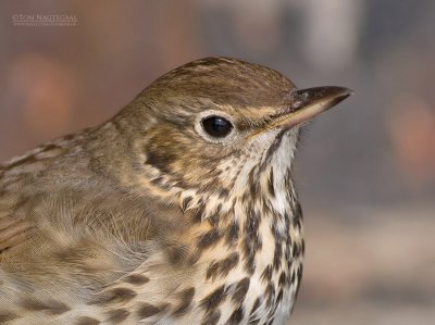 Zanglijster - Song thrush - Turdus philomelos