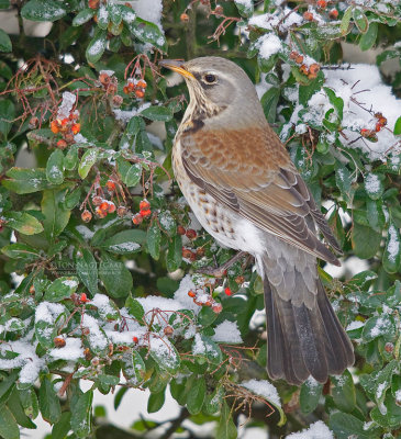 Kramsvogel - Fieldfare - Turdus pilaris