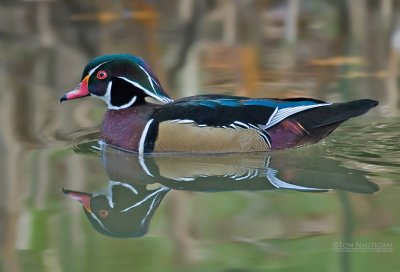 Carolina-eend - Wood duck - Aix sponsa