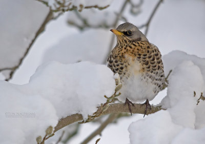 Kramsvogel - Fieldfare - Turdus pilaris