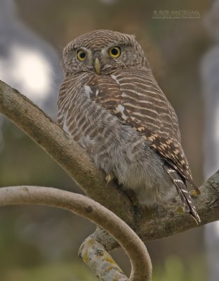 Koekoeksdwerguil - Asian Barred Owlet - Glaucidium cuculoides