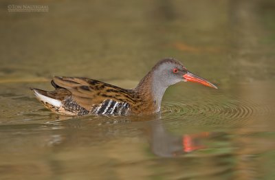 Waterral - Water rail - Rallus aquaticus