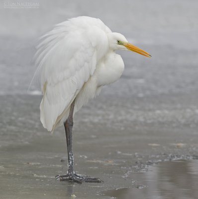 Grote zilverreiger - Great egret - Egretta alba