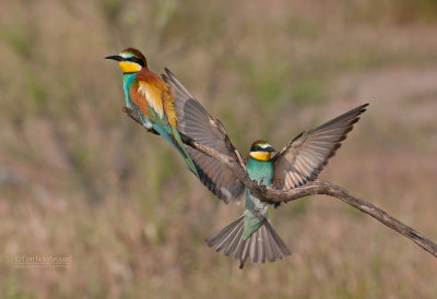 Europese Bijeneter - European Bee-eater - Merops apiaster