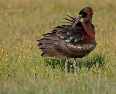 Zwarte Ibis - Glossy Ibis - plegadis falcinellus