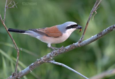 Grauwe Klauwier - Red-backed Shrike - Lanius collurio