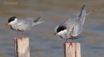 Witwangstern - Whiskered Tern - Clidonias hybridus