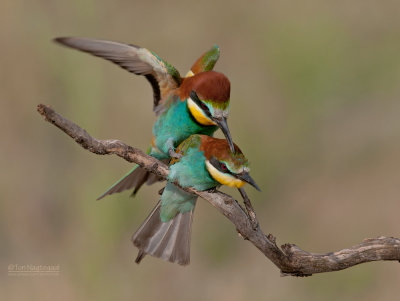 Europese Bijeneter - European Bee-eater - Merops apiaster