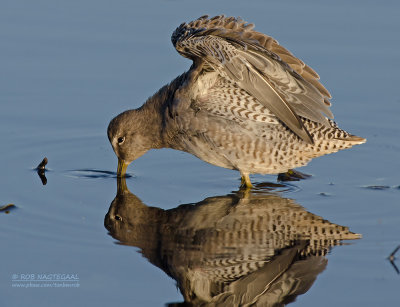 Grote Grijze Snip - Long-billed Dowitcher - Limnodromus scolopaceus