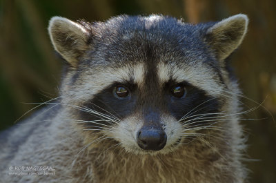 Wasbeer - Raccoon - Procyon lotor