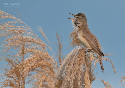 Grote Karekiet - Great Reed Warbler - Acrocephalus arundinaceus