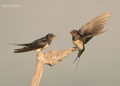 Boerenzwaluw - Barn swallow - Hirundo rustica	