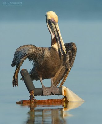 Bruine Pelikaan - Brown Pelican - Pelecanus occidentalis