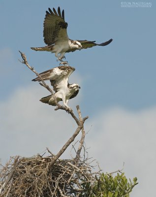 Visarend - Osprey - Pandion haliaetus