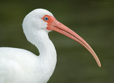 Witte Ibis - White Ibis - Eudocimus albus