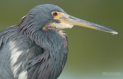 Witbuikreiger - Tricolored Heron - Egretta tricolor