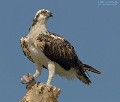 Visarend - Osprey - Pandion haliaetus