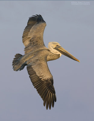 Bruine Pelikaan - Brown Pelican - Pelecanus occidentalis