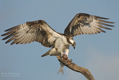 Visarend - Osprey - Pandion haliaetus