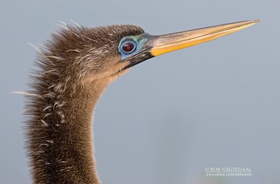 Amerikaanse Slangenhalsvogel - Anhinga - Anhinga anhinga