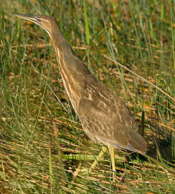 Amerikaanse Roerdomp - American  Bittern - Botaurus lentiginosus