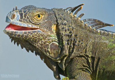 Groene Leguaan - Green Iguana - Iguana iguana