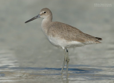 Willet - Willet - Catoptrophorus semipalmatus