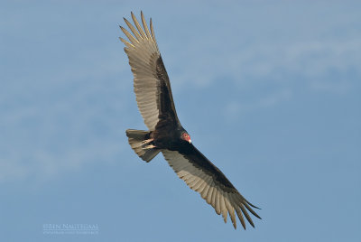 Kalkoengier - Turkey Vulture - Cathartes aura