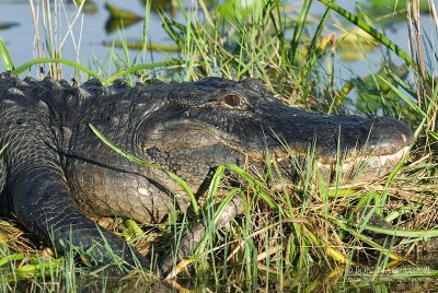 Amerikaanse alligator - American Alligator - Alligator mississippiensis