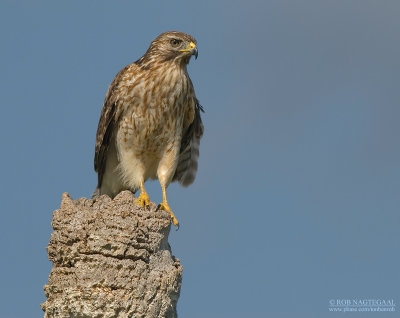 Roodschouderbuizerd - Red-shouldered Hawk - Buteo lineatus