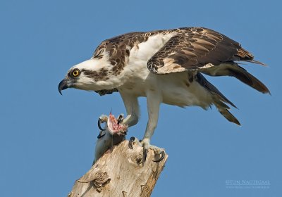 Visarend - Osprey - Pandion haliaetus