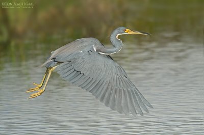 Witbuikreiger - Tricolored Heron - Egretta tricolor