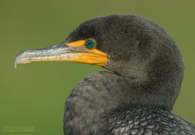 Geoorde Aalscholver - Double-crested Cormorant - Phalacrocorax auritus