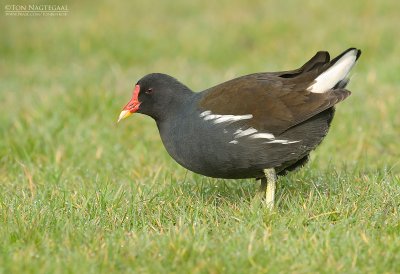 Waterhoen - Moorhen - Gallinula choropus