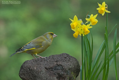 Groenling - Greenfinch - Chloris chloris