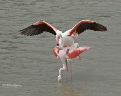 Flamingo - Greater Flamingo - Phoenicopterus roseus