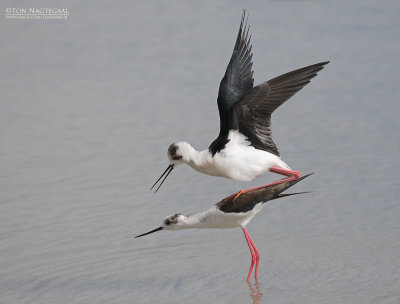 Steltkluut - Blackwinged stilt - Himantopus Homantopus