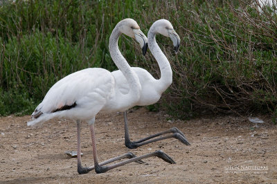 Flamingo - Greater Flamingo - Phoenicopterus roseus