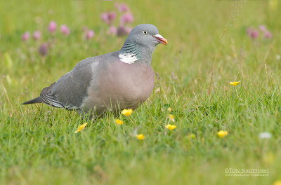 Houtduif - Woodpigeon - Columba polumbus