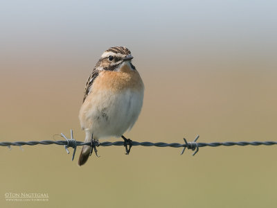 Paapje - Whinchat - Saxicola rubetra