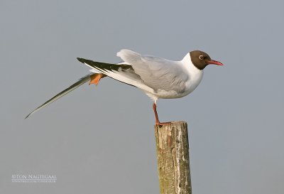 Kokmeeuw - Black-headed gull - Larus ridibundus