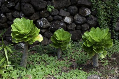 LimahuliGdns4.jpg