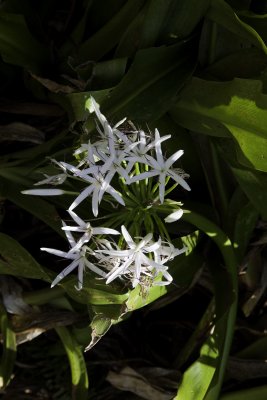 LimahuliGdns5.jpg