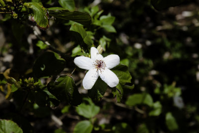 LimahuliGdns7.jpg