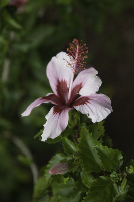 LimahuliGdns8.jpg