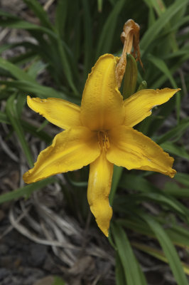 LimahuliGdns9.jpg